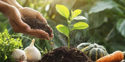 Europe Organic Fertilizer